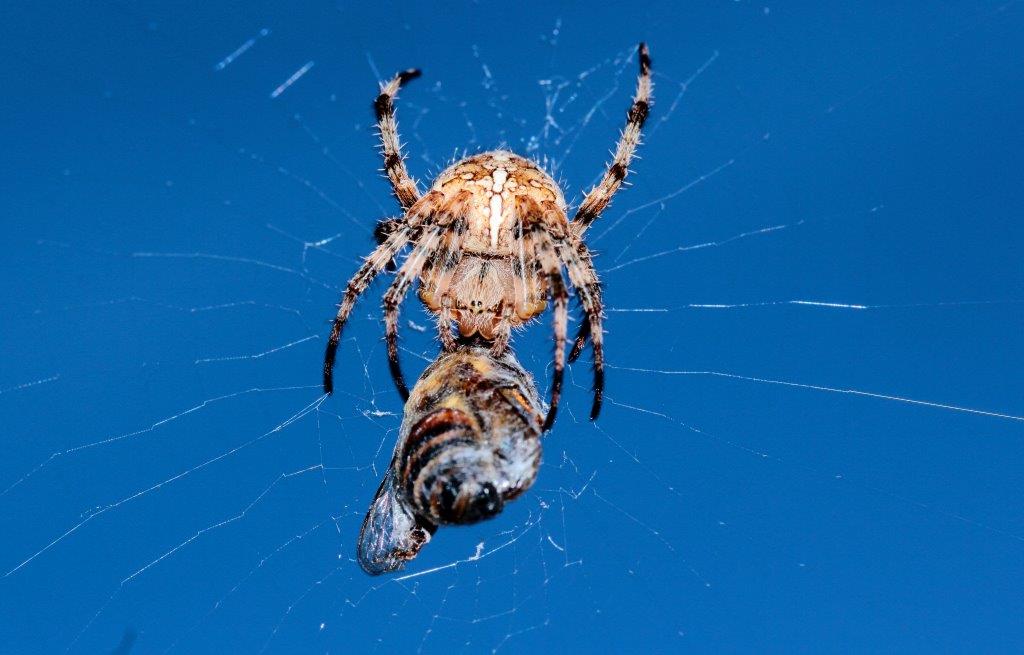 Araneus diadematus; Drassodes sp. - San Piero in Bagno